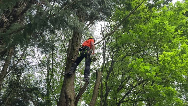 How Our Tree Care Process Works  in  River Grove, IL