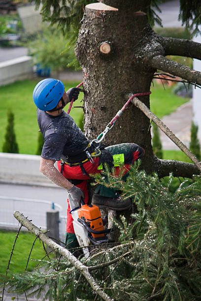 Best Lawn Grading and Leveling  in River Grove, IL